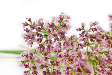 Pink flower of origanum vulgare isolatedon a white background.