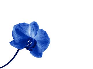 blue orchid on a white background. Copy space.
