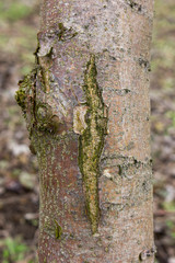 Cracked apple tree bark, the initial stage of the disease black cancer caused by the fungus...