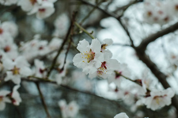 White flowers on the trees. Blossoms apple tree, peach, apricot.