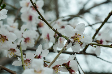 White flowers on the trees. Blossoms apple tree, peach, apricot.