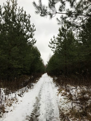 Trees in the forest under the snow winter. Natural beautiful background with frosted trees in winter.