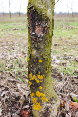 Fruit tree disease black cancer caused by the fungus sphaeropsis malorum peck damages the tree trunk of the apple tree and needs immediate treatment.