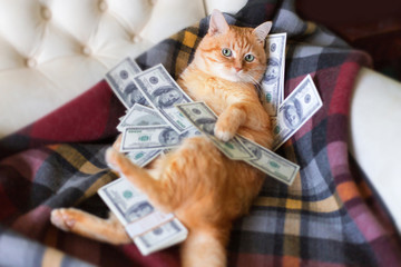 Cat with american dollars in paws lying on the sofa. The concept of success.