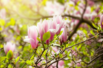 Blooming spring pink magnolias flowers fabulous garden on mysterious fairy tale springtime floral sunny bright glowing background with sun light, beautiful nature landscape