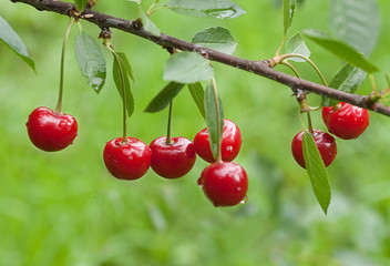 Sour cherries on the branch. Ripening  sour cherry with morning dew drops on twig in the garden. Black cherries with drops in orchard. Amarelles on spray in summer. Blurry green garden in background.