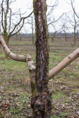 Affected by the fungus of black cancer tree, disease sphaeropsis malorum peck apple tree from which wounds of branches and trunk are formed. A tree that dies from a fungal infection.