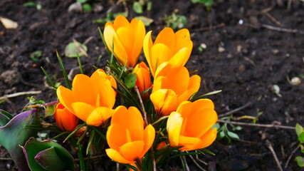 spring crocuses in the garden