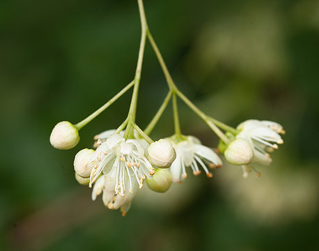 Linden flower macro photography. lime tree flower hanging on branch in orchard. Lime flower detail. Bloomin linden closeup shot. Blossoming flowers of whitewood. Detail of basswood flower. Side shot.