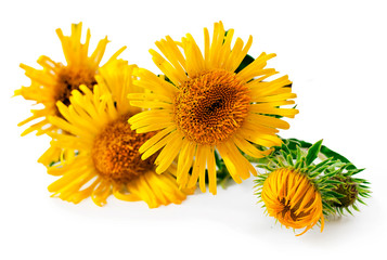 Inula yellow flowers isolated on a white background.