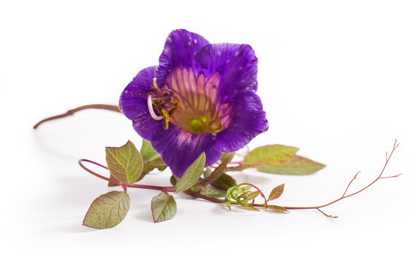 Polemonium cobaea isolated on a white background.