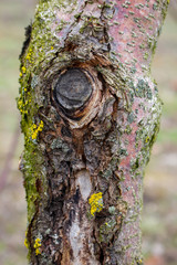 Fruit Tree Disease Apple black cancer is caused by the fungus sphaeropsis malorum peck which...