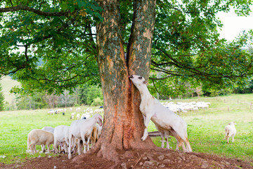 Obraz na płótnie Canvas Sheep licking tree trunk juice to supplement sodium deficiency in the mountain pasture in Pieniny Mountains