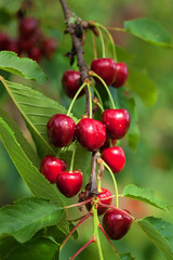 Cherries on branch in summer morning with dew drops. Cherry branch in orchard. Detail on group of cherries on twig. Bunch of wild cherries  on tree in garden. Ripe bigaroons on tree.