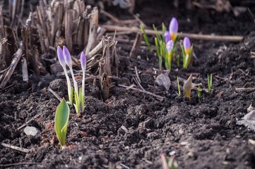 Spring primroses, blue purple crocuses