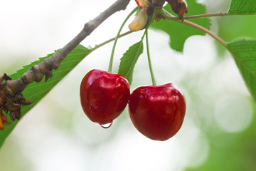 Cherries on branch with morning dew drops on. Blurry garden green background. Ripe whiteheart-cherries couple on branch in summer day. Geans on twig with leaves in orchard. Bigaroons on tree.
