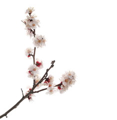 Blooming cherry tree flowers isolated on white background, with clipping path