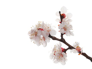 Blooming cherry tree flowers isolated on white background, with clipping path © dule964
