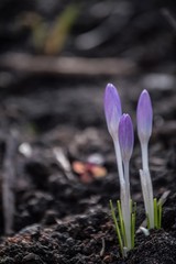 Spring primroses, blue purple crocuses