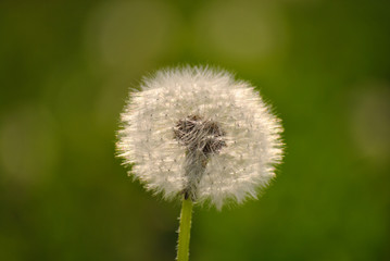 dandelion on background of green grass