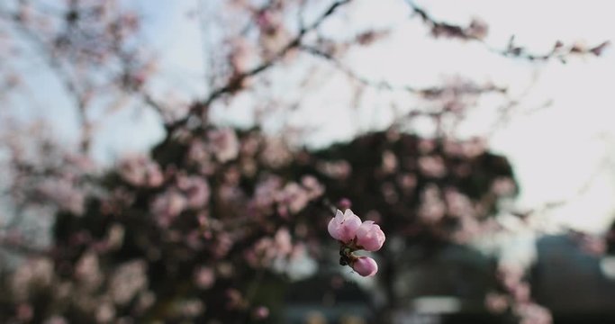 Flower Tree start to grow. Beautiful Nature Scene Blooming Sakura Tree