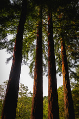 Obraz premium A redwood forest at dusk in New Zealand