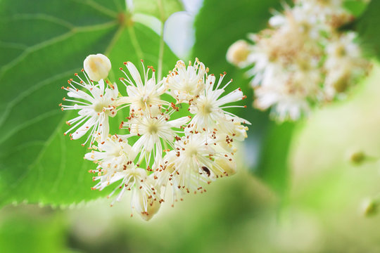 Basswood flowers on tree with foliage. Linden blooming flowers on lime-tree. Blossoming teil with detail on flowers. Flowering lime. Whitewood tree with florid flowers. Blossoming American basswood.