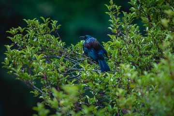 Tui, a bird from the honeyeater family native to New Zealand, at dusk