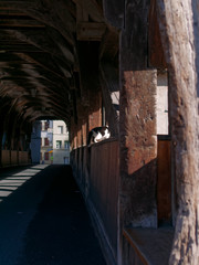 Fototapeta na wymiar Cat on the wooden wall of the Bern Bridge or the Pont de Berne in Fribourg, Switzerland.