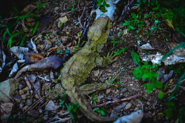 Tuatara, a nocturnal reptile native to new Zealand, at dusk