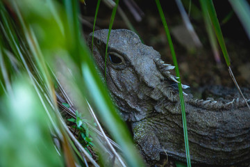 Tuatara, a nocturnal reptile native to new Zealand, at dusk