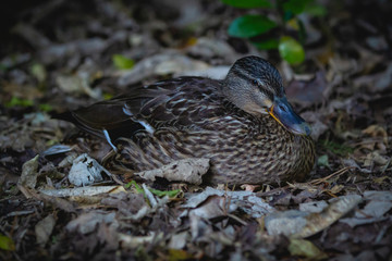 Pāteke, a duck native to New Zealand, sitting on the ground