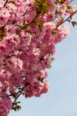 Japanese cherry blossom, or sakura, on light blue-sky background. Beautiful pink flowers in day light. Some sunlit petals are warm shades of white. Side view of branches covered with thick blooming.