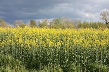 Obraz premium expanse of an immense esplanade of tall yellow flowers with no horizon under a beautiful leaden sky