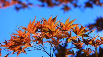 Close up shot of Japanese maple leaves