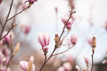 Pink magnolia flowers closeup outdoors. Spring blooming season. Mature background.
