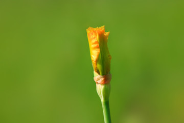 Close up shot of Iris flower bud