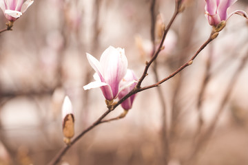 Pink magnolia flowers closeup outdoors. Spring blooming season. Mature background.