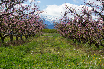 Fototapeta premium blossom peach rows and snowy mountains