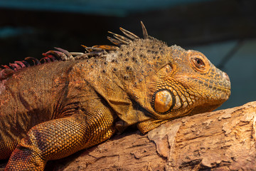 Close up portrait of an iguana in captivity