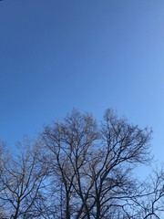 tree against blue sky