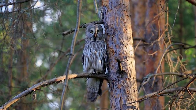 The great grey owl or great gray owl (Strix nebulosa) is a very large ow