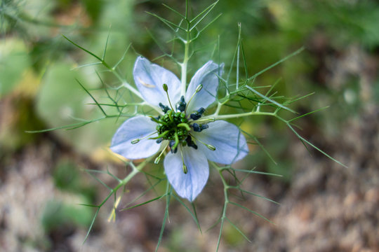 Nigelle cultiv&eacute;e