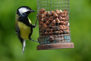 bird