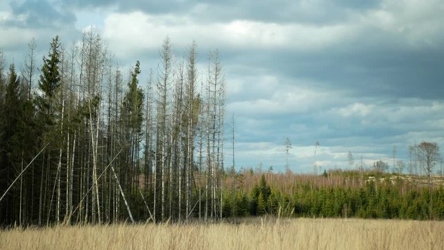 Spruce bast bark wood beetle pest Ips typographus infestation, spruce bast tree infested attacked by European spruce, making their way in wood larva larvae clear cut calamity, cutting deforestation