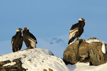group of condors in the Andes. Ushuaia, Argentina