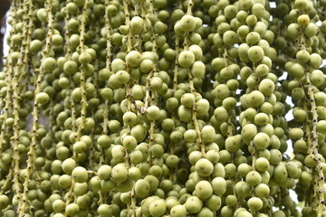 background of vegetables