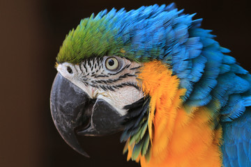 close-up of the face of the Blue-and-yellow Macaw