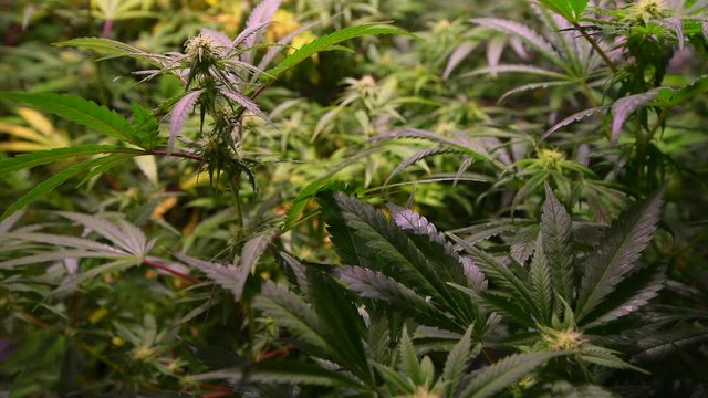 detail of marijuana plant starting flowering in indoor cultivation