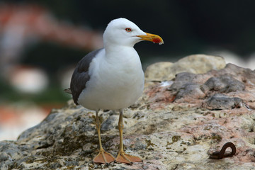 Lonely seagull (Yellow-legged gull / Larus michahellis) perched on a rock with the city in the background